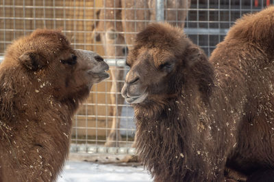 Close-up of camels in zoo