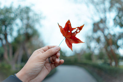 Close-up of hand holding maple leaves during autumn