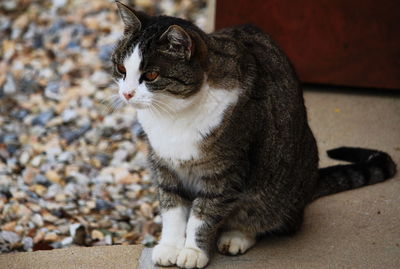 Close-up portrait of cat sitting