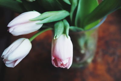 Close-up of pink tulips