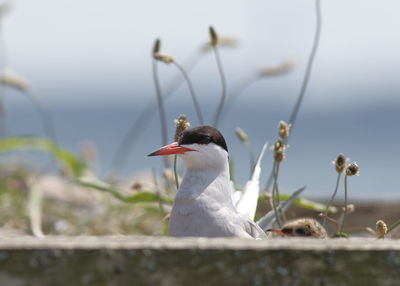 Close-up of birds perching on the ground