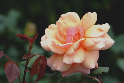 Close-up of rose plant