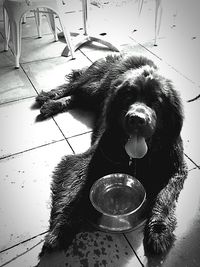 High angle view of dog drinking glass