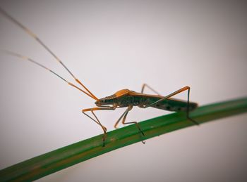 Close-up of insect