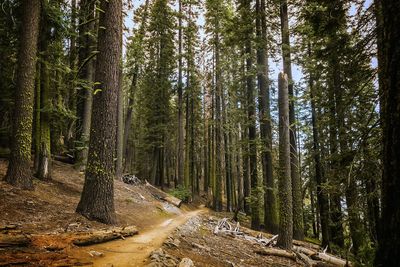 Pine trees in forest against sky