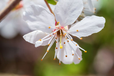 Close-up of white flowering plant