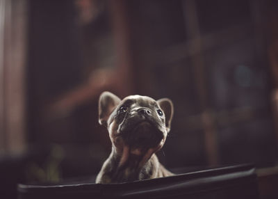 Portrait of a french bull dog over black background