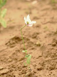 Close-up of white flowering plant