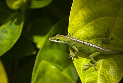 High angle view of lizard on leaf