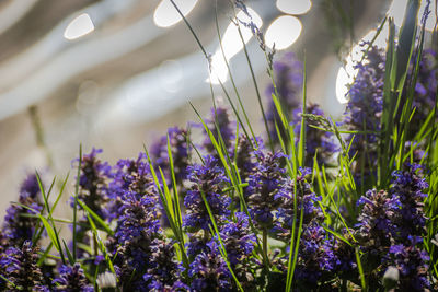 Close-up of purple flowering plants on field