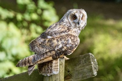 Close-up of bird perching on wood