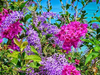 Close-up of pink flowers