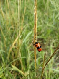 Close-up of ladybug on grass