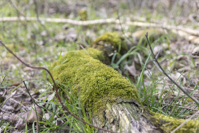 Close-up of moss growing on field