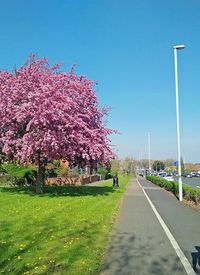Pink flower tree by road against sky