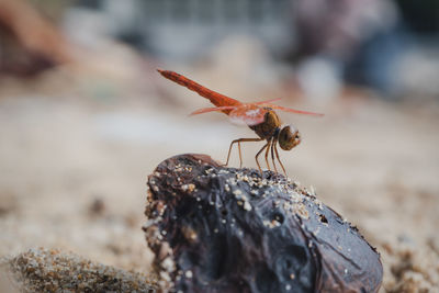 Close-up of ant on rock