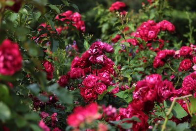 Close-up of red flowering plant