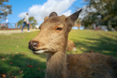 Close-up of a deer on field