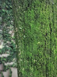 Close-up of tree trunk