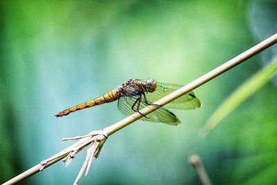 Close-up of dragonfly on plant