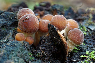 fungus