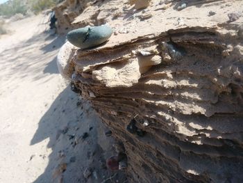Close-up of lizard on rock