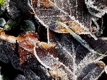 Full frame shot of frozen leaves during winter