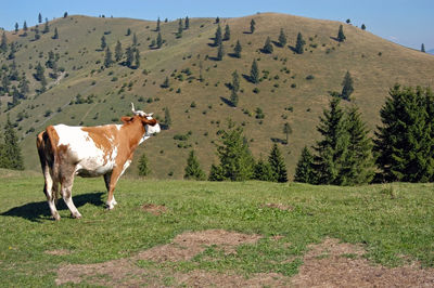 Grazing cow in a wild mountain pasture