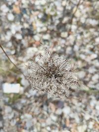 Close-up of wilted plant on field