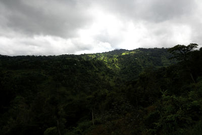 Scenic view of forest against sky