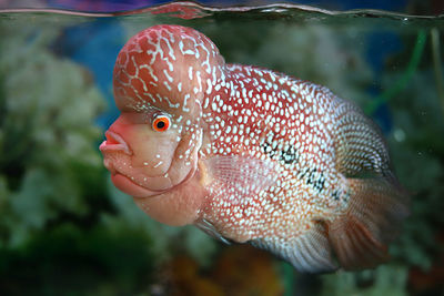 Close-up of fish swimming in aquarium