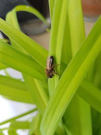 Close-up of insect on leaf