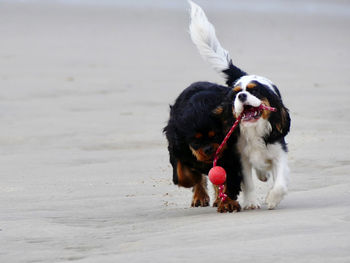 Dog on the beach