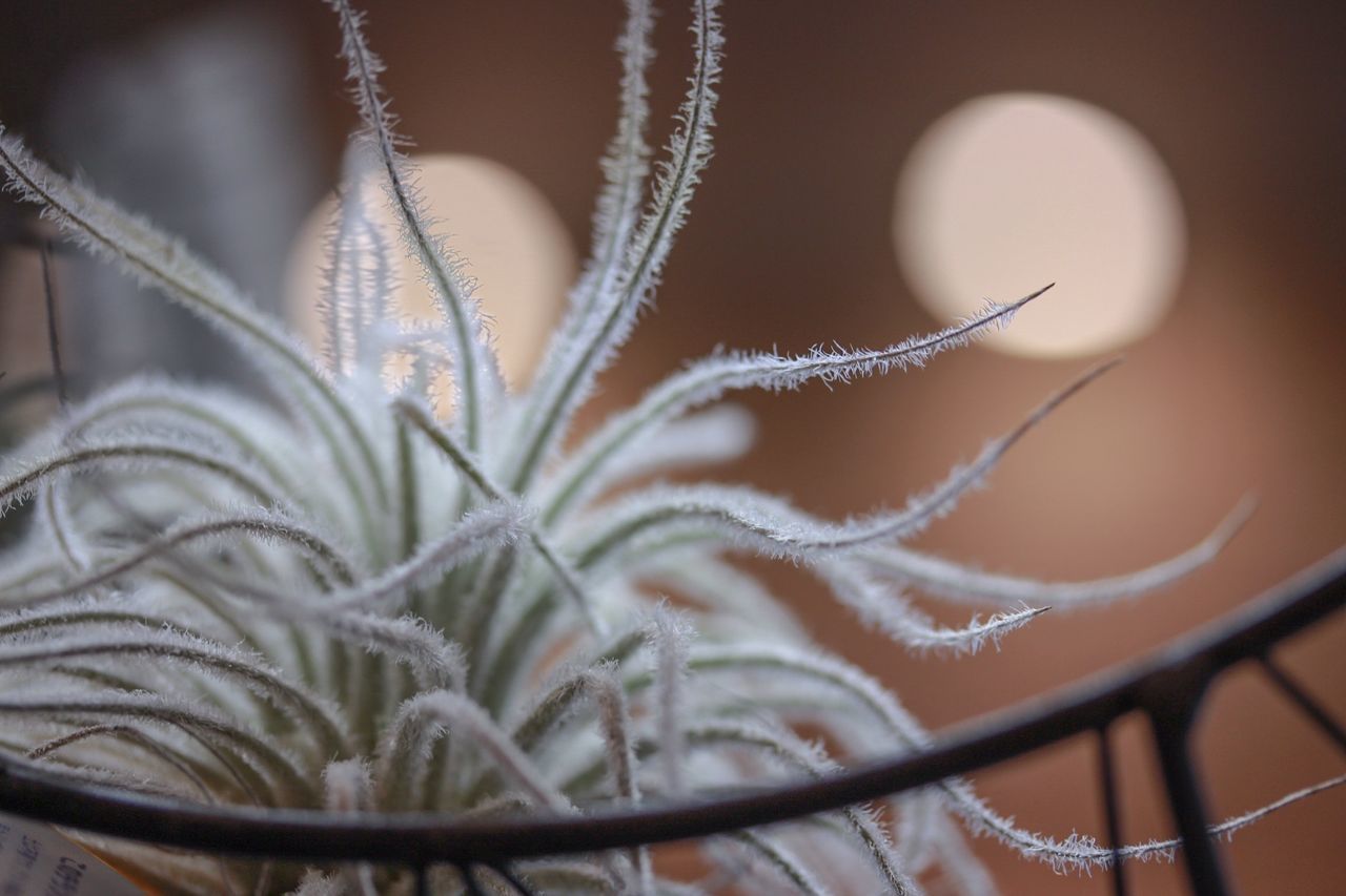 close-up, focus on foreground, indoors, decoration, selective focus, hanging, no people, pattern, fragility, nature, spider web, plant, design, detail, water, day, still life, drop, white color