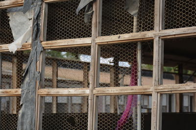 View of birds in cage