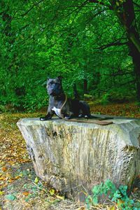 Black dog sitting on a land