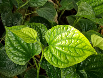 Close-up of wet leaves