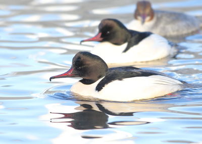 Close-up of duck swimming in lake