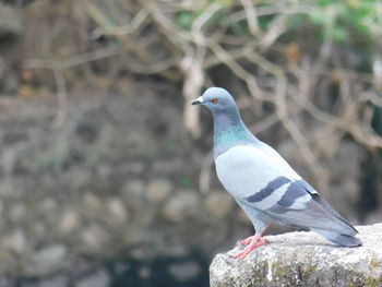 Close-up of bird perching on rock