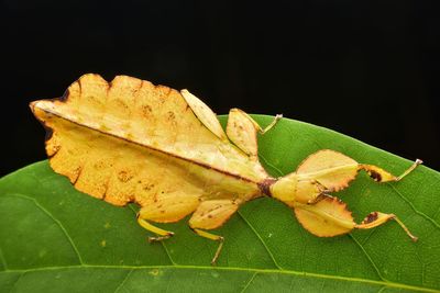 Close-up of insect on leaf against black background