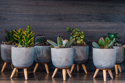 Close-up of potted plants on table