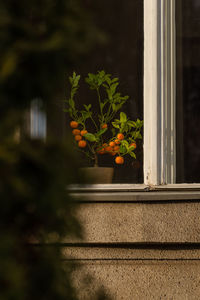 Close-up of potted plant on window sill of building