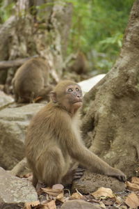 Monkeys sitting on land