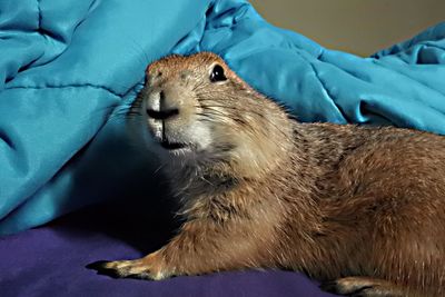 Close-up of animal resting on bed