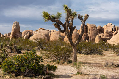 Plants growing on rock against sky