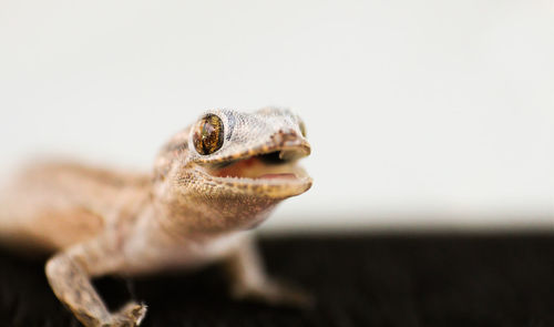 Macro shot of gecko
