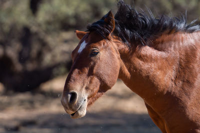 Close-up of a horse in ranch