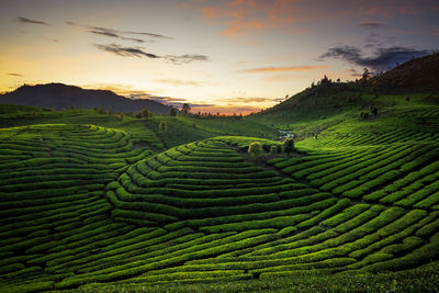 Scenic view of agricultural field against sky during sunset