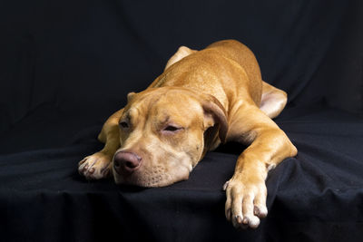 Portrait of a pit bull dog lying down against black background. 
