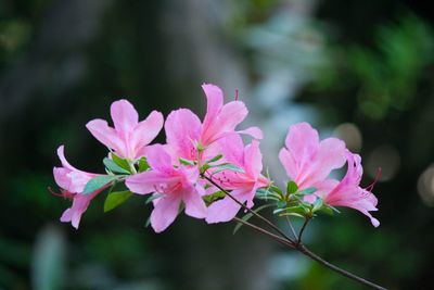 Close-up of pink flowering plant